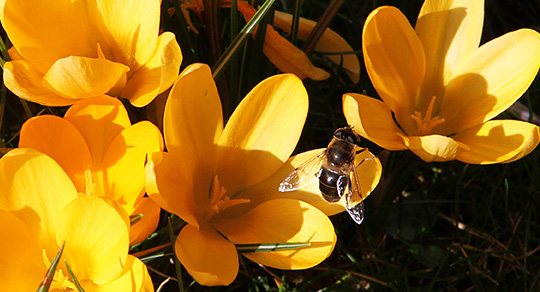 Bi i orange krokus