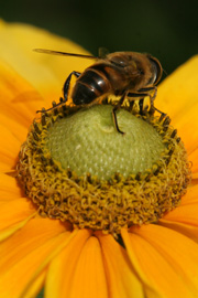 Sommersolhat