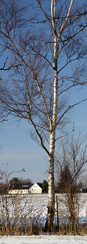 Birketræ i vinterlandskab