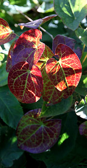 Bispehue med røde blade i september