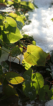 Bispehuen har vintergrønne blade
