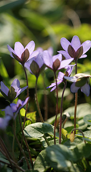 lyslilla forårsblomster