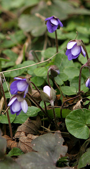 Blå anemone