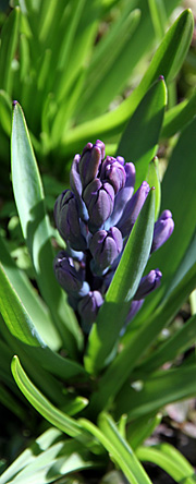 Hyacint i knop