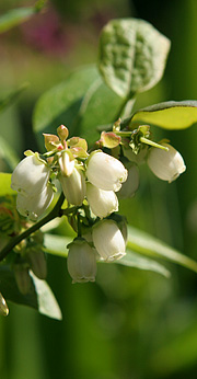 Blåbærblomster