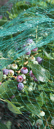 Blåbær med net over