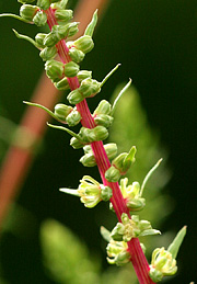 Bladbede i blomst