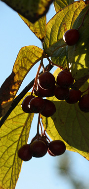 Efterår med røde bær
