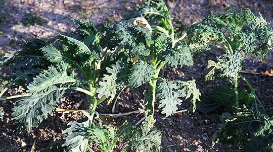 Fizz Kale