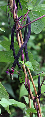 Stangbønner Blauhilde