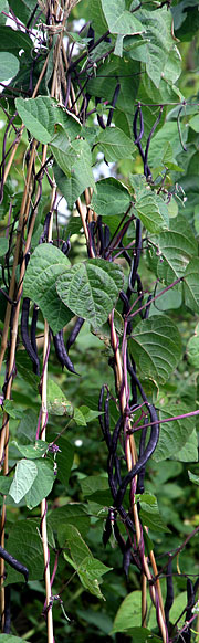 Stangbønner Blauhilde