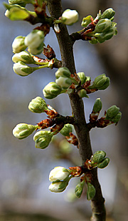 Knopper i blommetræerne