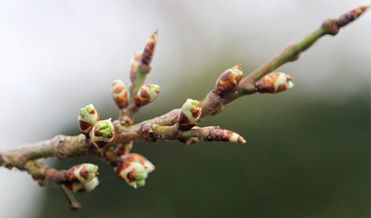 Bristede knopper på blomme