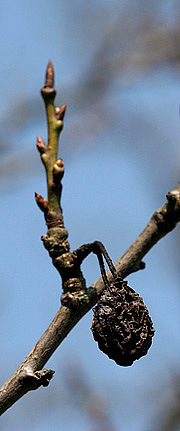 Frugtmumie på blommetræ