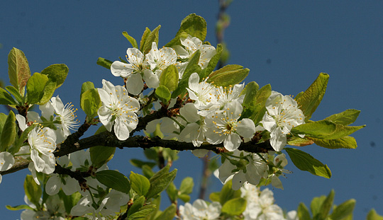 Blomstrende blommetræ