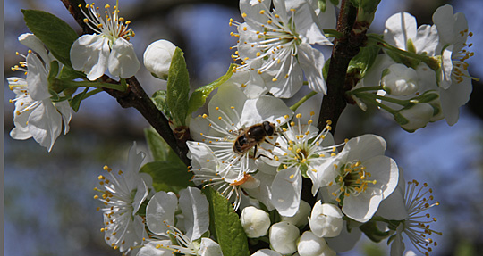 Blommeblomster