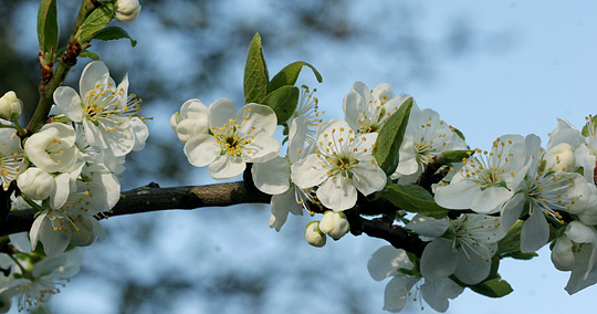 Blommegren i udspring