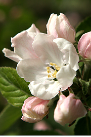 æbleblomster