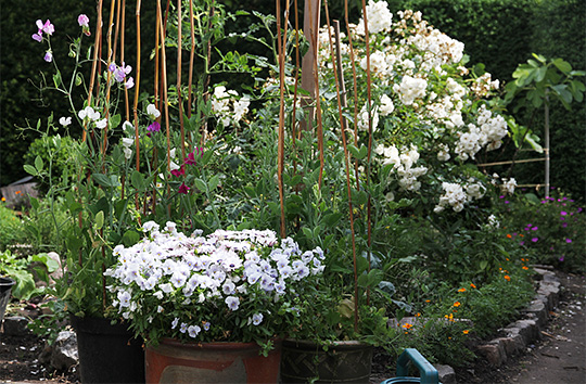 blomster have