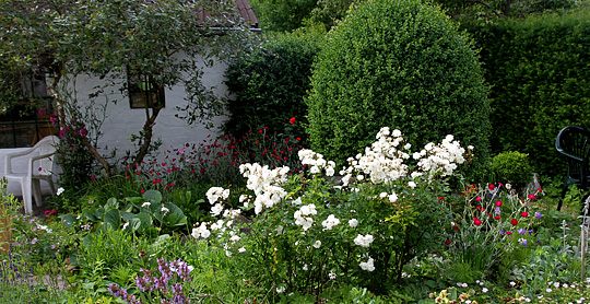 Blomsterbed sidst i juni med hvide buketroser.