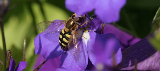 blomsterflue