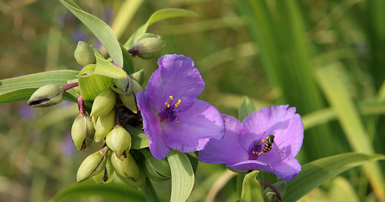 Tradescantia virginian