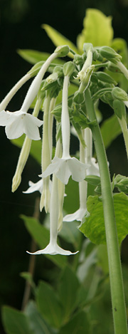 Blomstertobak i blomst