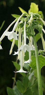 Nicotiana sylvestris