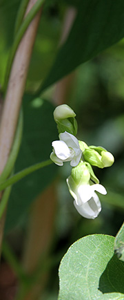 Bønne blomster
