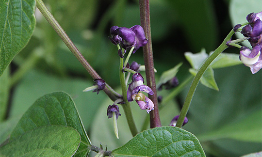 Lilla bønneblomster