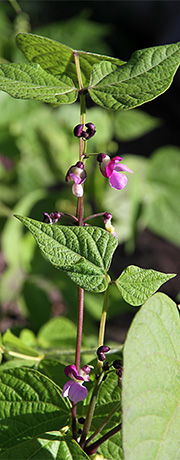 Bønner i blomst