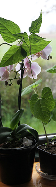Bønne i april