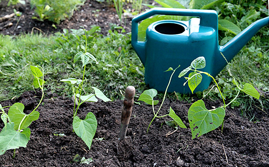 Plantning af forkultiverede bønner