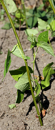 Bønneplante i tørke