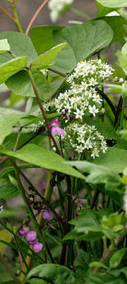 Bønneblomster og kinesisk purløg