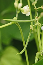 Bønner i blomst