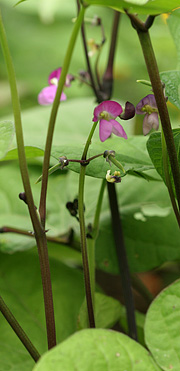 Lilla bønne med pink blomster