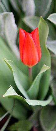 Botanisk tulipan