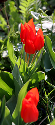 botaniske tulipaner