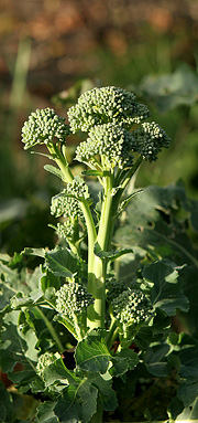 Broccoli i november