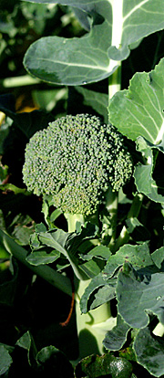 Sideskud på broccoli
