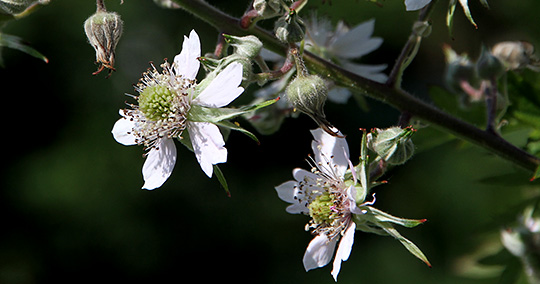 brombær i blomst