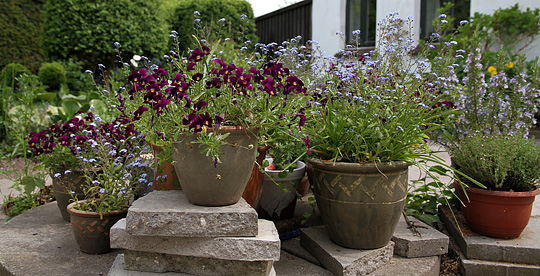 Blomsterkrukket med hornvioler og forglemmigej