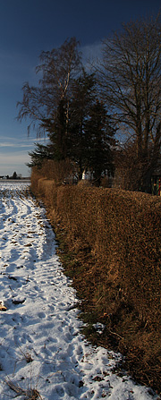 Brun ligusterhæk