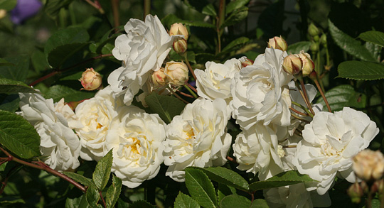 Småblomstrende rose