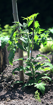 tomatplante på friland