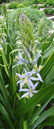 Camassia cusichii