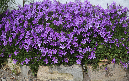 Campanula i blåt