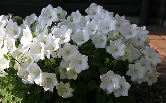 Campanula med hvide blomster