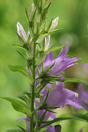Campanula latifolia